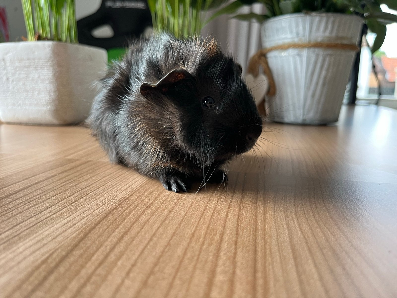 Geborstelde cavia’s te koop , 3 beertjes, Cavia, Augustus, Mannelijk, Tam