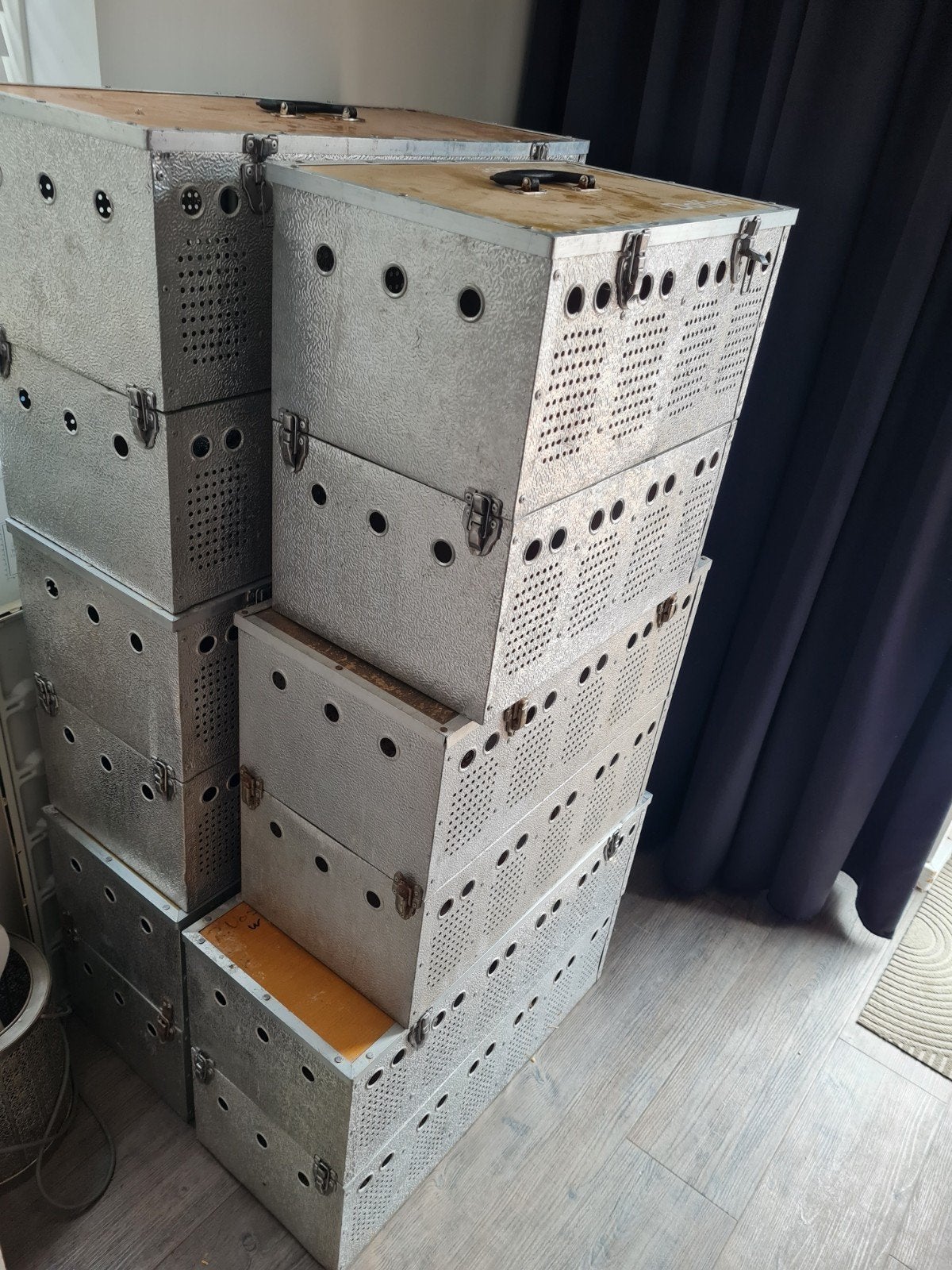 weduwschaps manden, Postduif