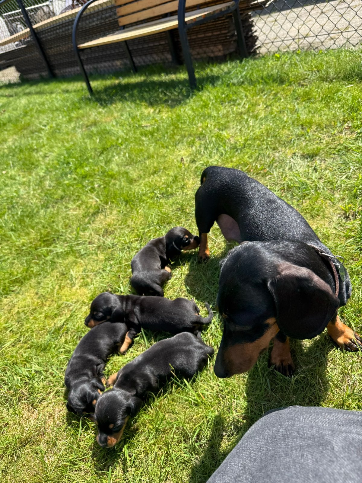 mooie teckelpups black en tan, Dieren en Toebehoren, Kaninchen, 8 tot 15 weken, Korthaar, Meerdere