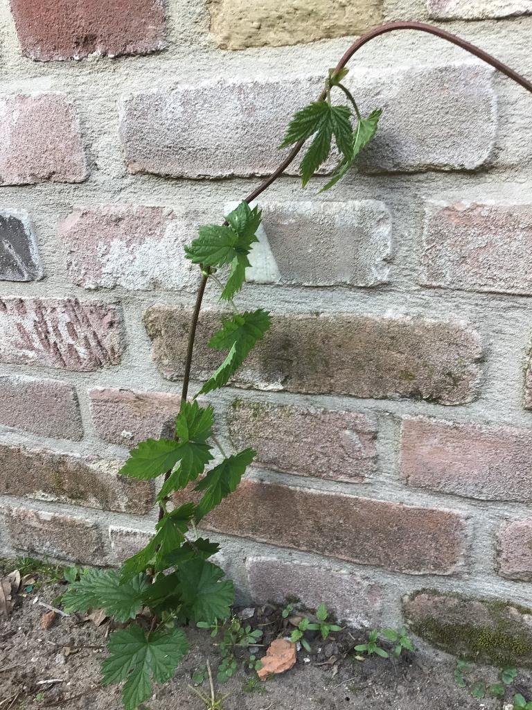 Hop, Tuin en Terras, Planten | Tuinplanten, Ophalen, Volle zon, Vaste plant, Klimplanten