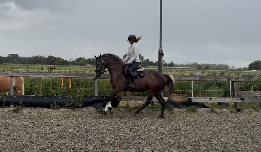 Gave allrounde  sportpony, Merrie, Recreatiepaard, 3 tot 6 jaar