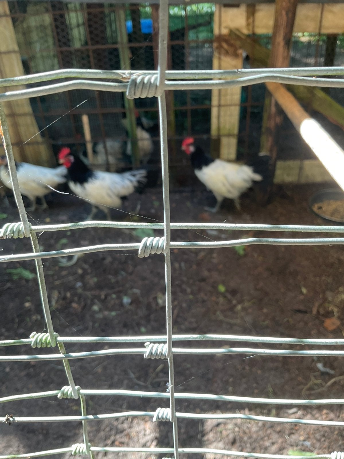 mj/LAKENVELDER HAAN/ 2 stuks/15 weken oud, Dieren en Toebehoren, Pluimvee, Mannelijk, Kip