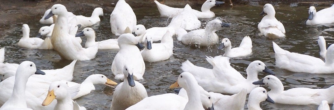 legeenden eenden, Dieren en Toebehoren