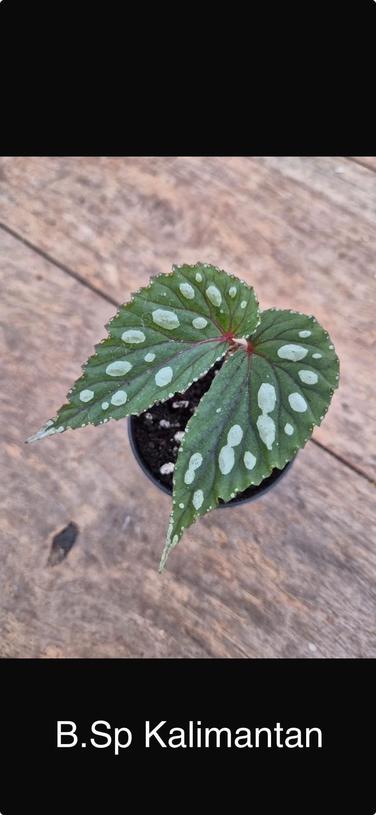 Begonia Sp. Kalimantan p7, Ophalen of Verzenden, Halfschaduw, Minder dan 100 cm