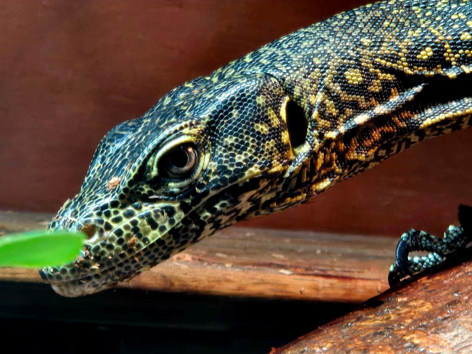 blue tailed monitor ( varanus doreanus )