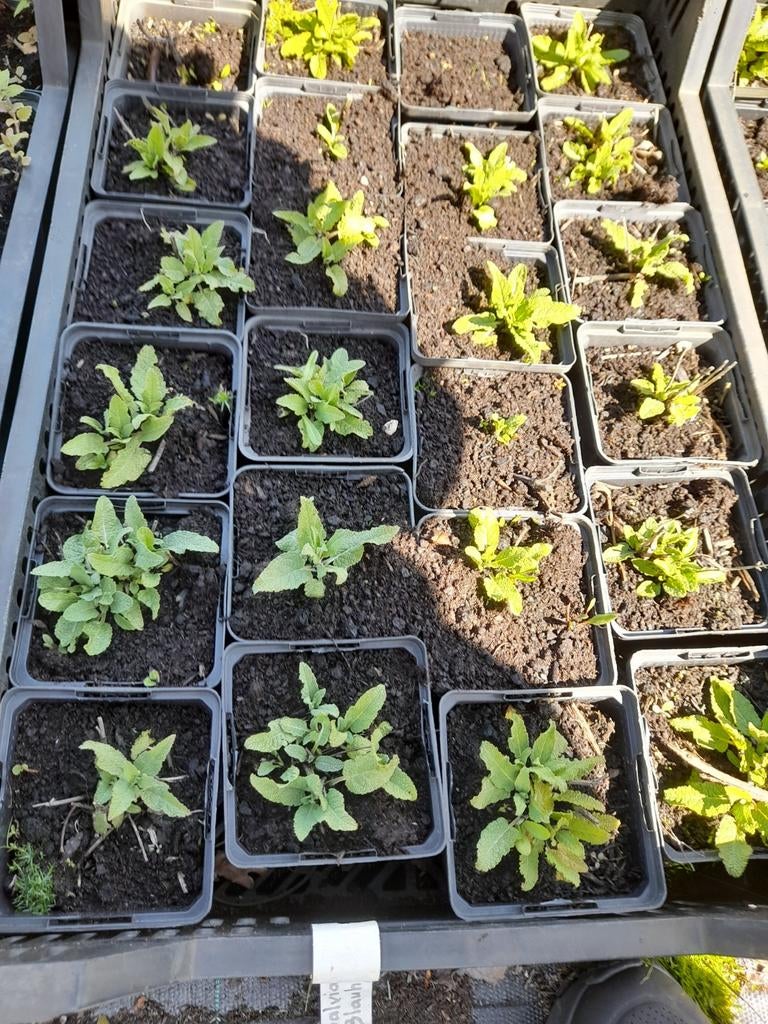 Helenium 'Red Shades' P9 - Prachtige Vaste Plant, Ophalen of Verzenden