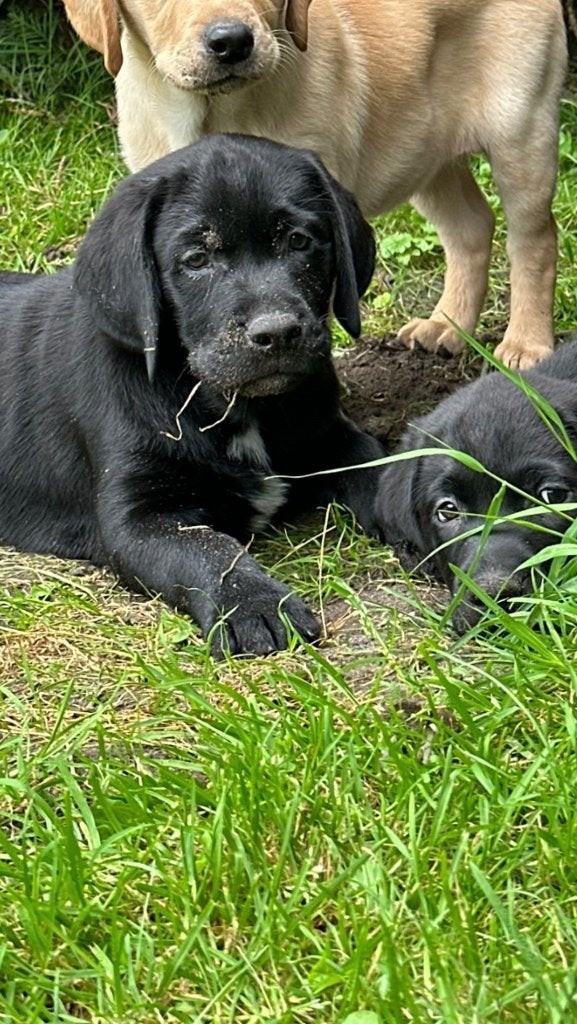 Super lieve, mooie Labrador puppy’s te koop, 8 tot 15 weken, Labrador retriever, Meerdere, Meerdere dieren