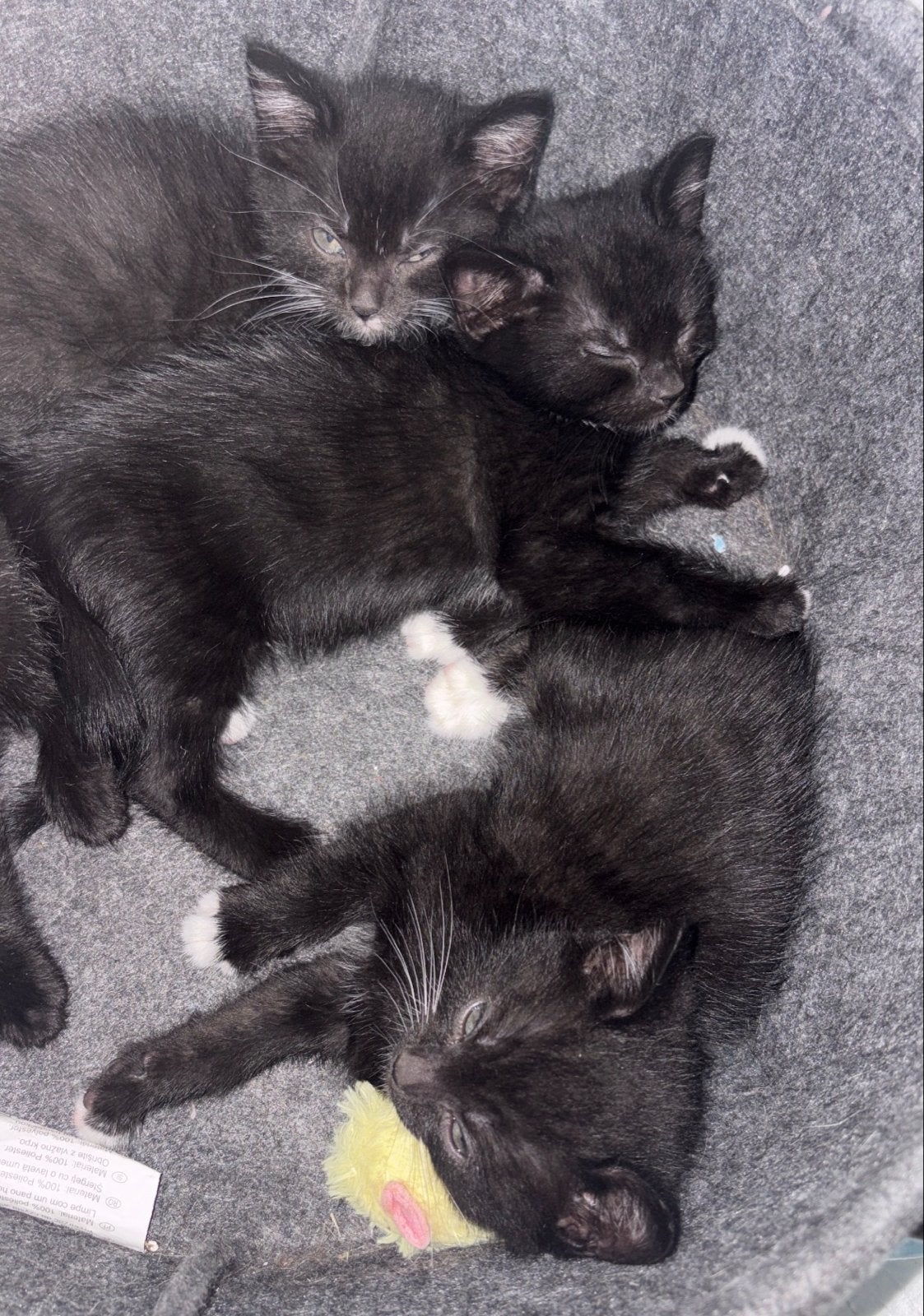 Kittens 9 weken, Geslacht onbekend, Kortharig, 0 tot 2 jaar