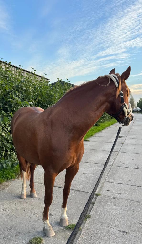 Lieve, voorwaartse merrie met potentie zoekt 5 🌟 huis, B, Ontwormd, 11 jaar of ouder, Recreatiepony