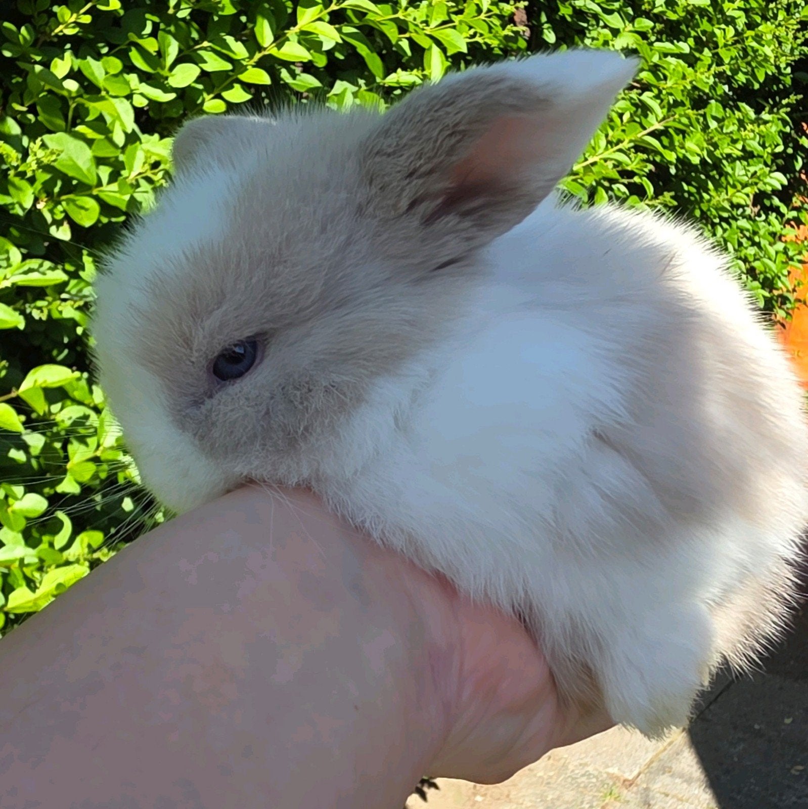 Minilop, Dieren en Toebehoren, Konijnen, Mannelijk, Dwerg, Hangoor, 0 tot 2 jaar