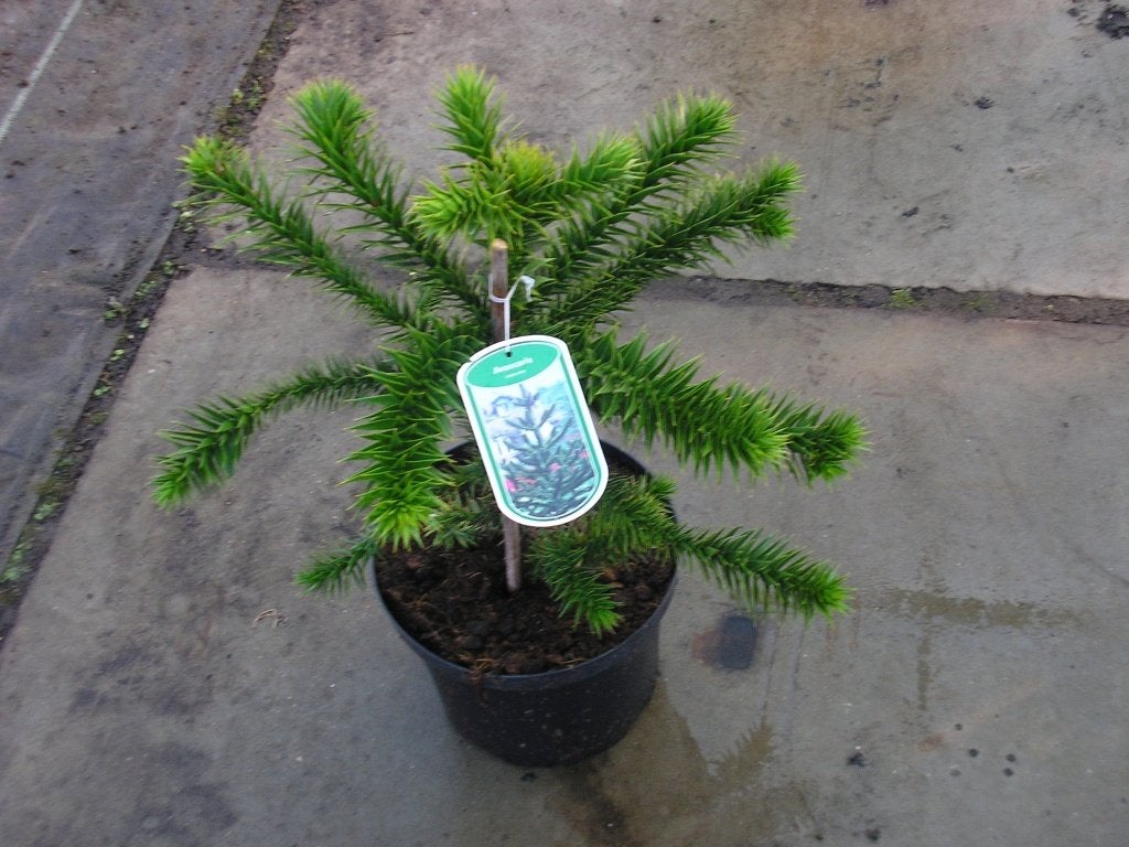 Araucaria araucana (Apeboom) 30/40 in pot, Ophalen of Verzenden, Overige soorten, Halfschaduw