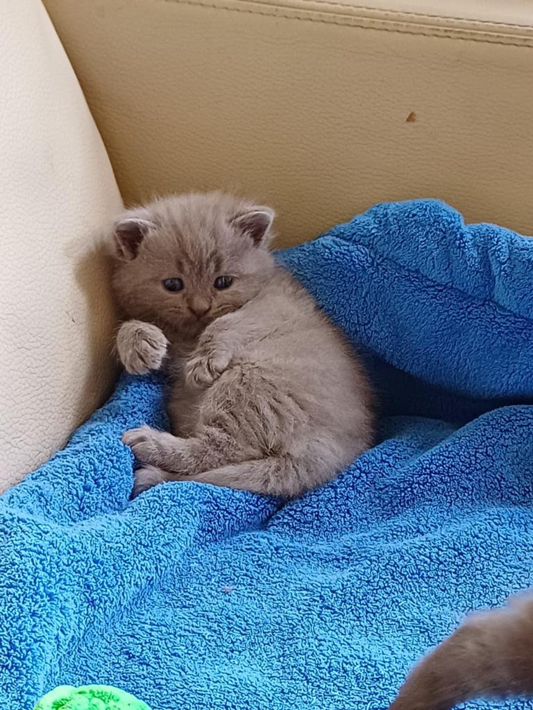 Britse korthaar, Meerdere dieren, 0 tot 2 jaar