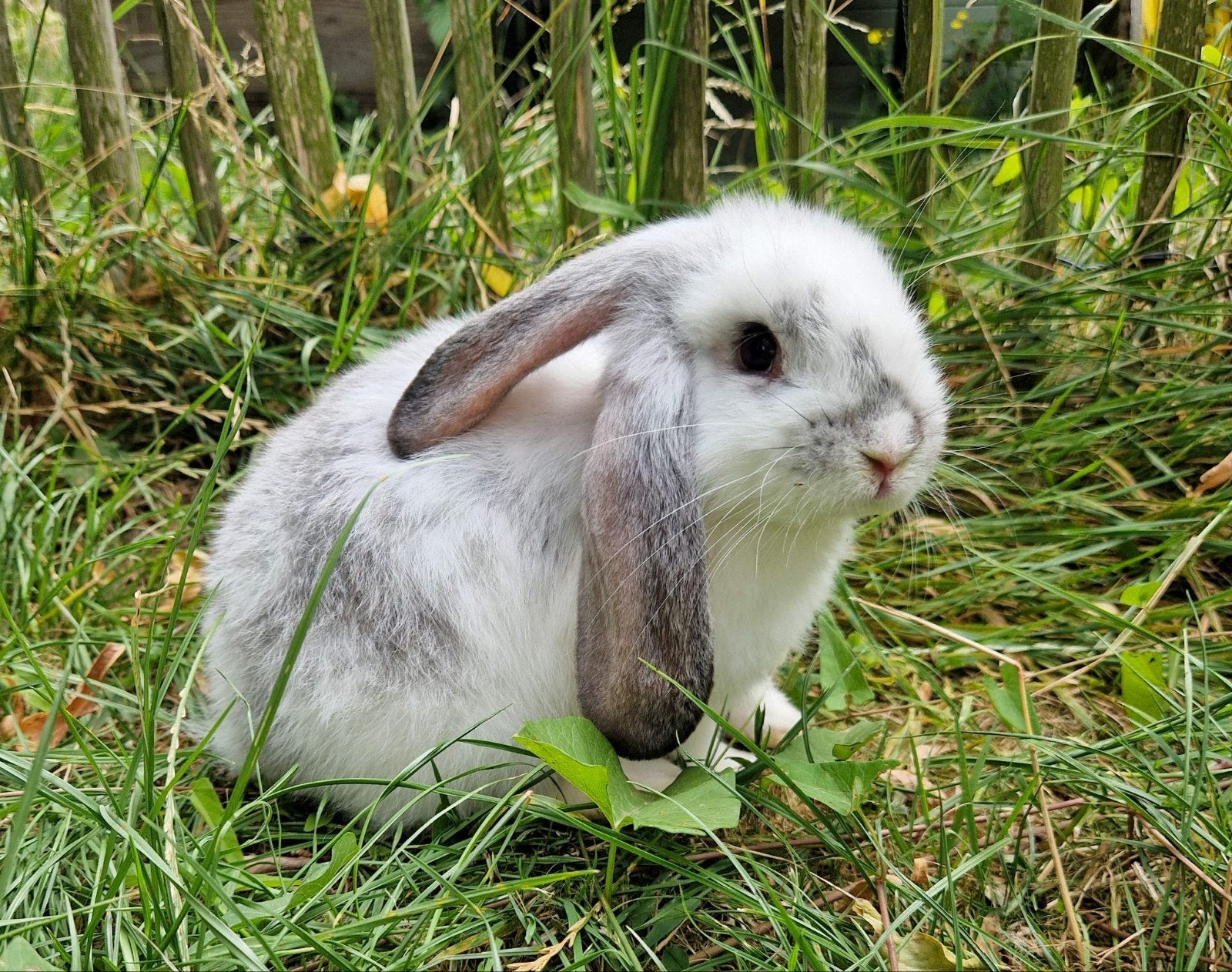 franse hangoor konijnen, Meerdere dieren, Groot, Hangoor, 0 tot 2 jaar