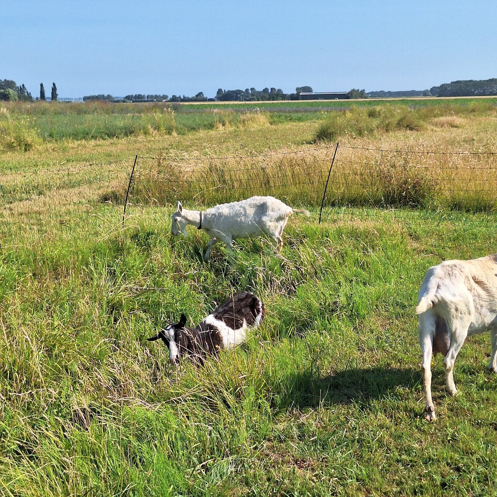 Geit en bokje, Meerdere dieren, Geit