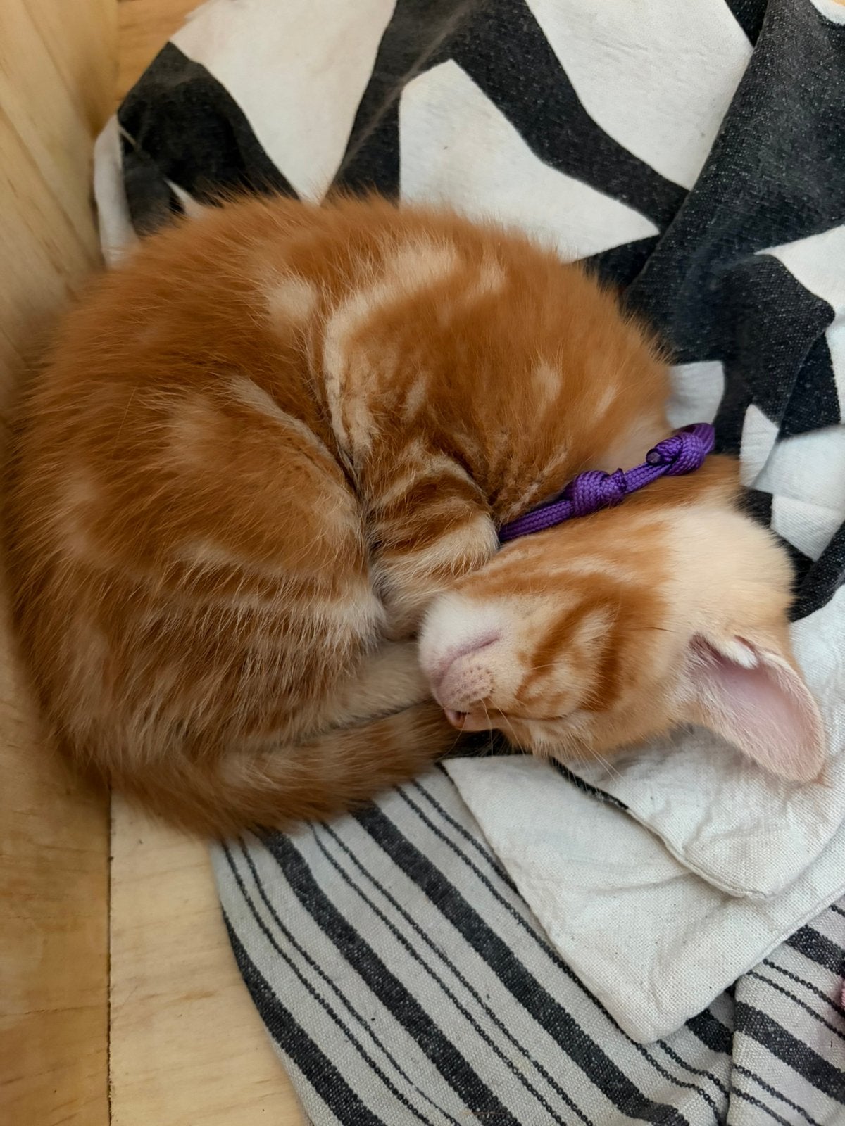 Sibeer kruising., Dieren en Toebehoren, Katten en Kittens | Overige Katten, Poes