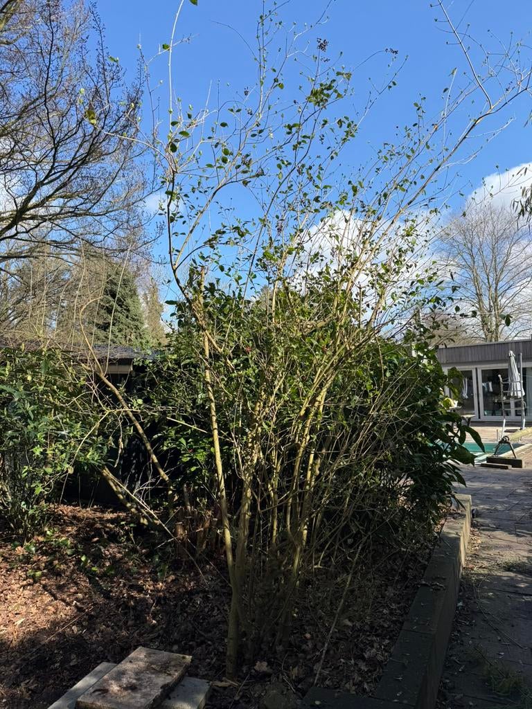 Diverse struiken gratis ophalen, Tuin en Terras, Planten | Bomen, Overige soorten, Ophalen