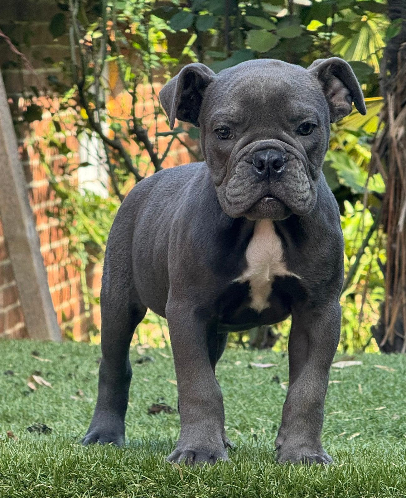 Bullforce Old English Bulldog teefje 1500€, Dieren en Toebehoren, Nederland, 8 tot 15 weken, Meerdere, Meerdere dieren