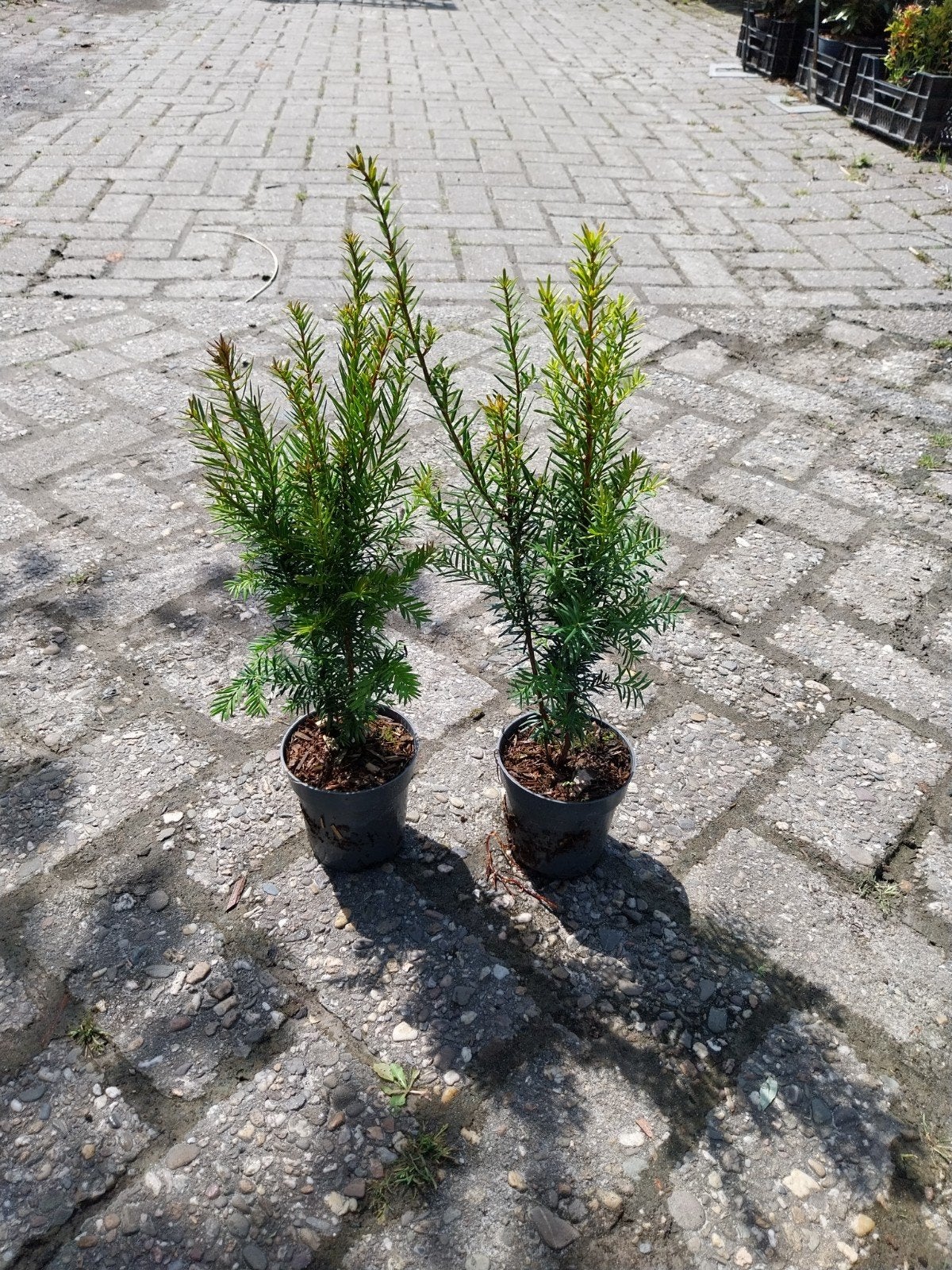 Taxus Baccata - 25-30 cm hoog - Meerdere planten, Vaste plant, Bloeit niet, Halfschaduw, Ophalen