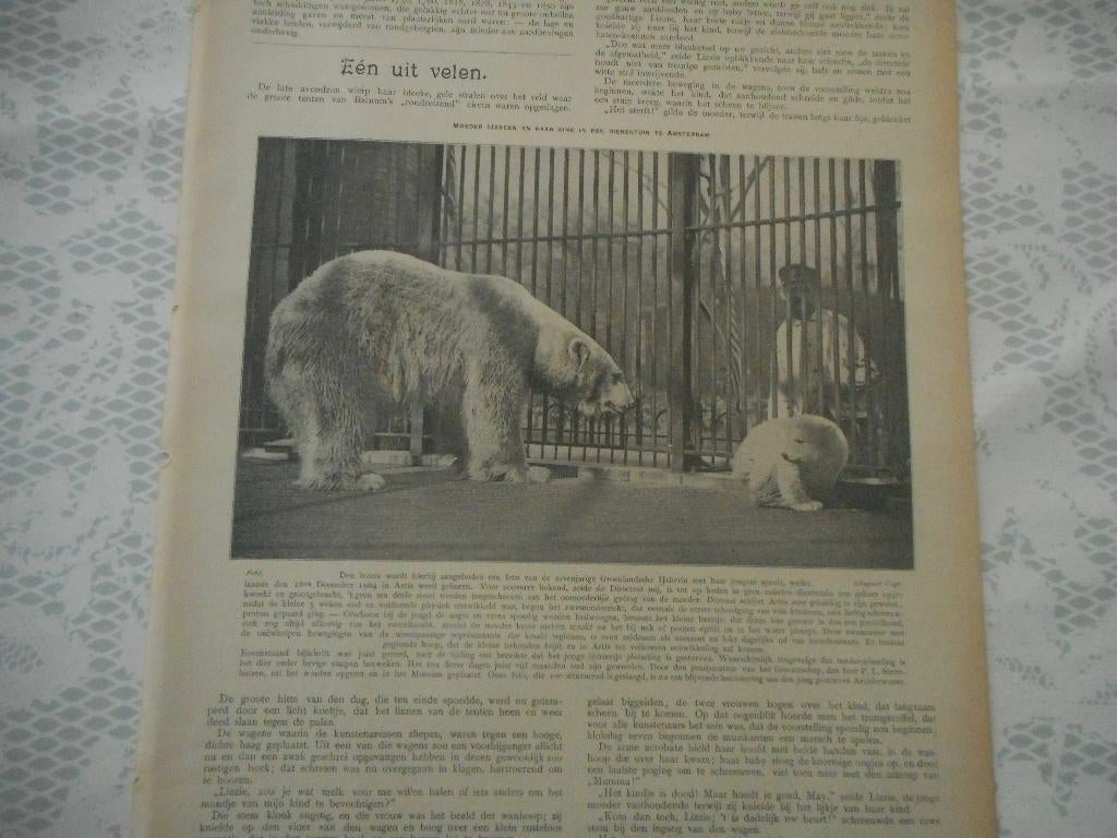Artis. Groenlandsche ijsberin met jong. 1905., Ophalen of Verzenden, Voor 1920, Nederland, Knipsel(s)