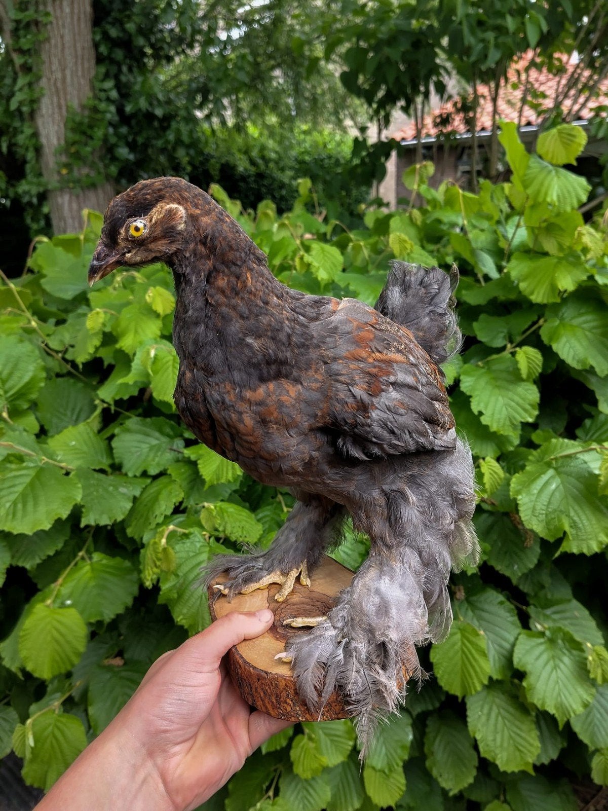 Opgezet Brahma kuiken, hen, Ophalen of Verzenden, Nieuw, Boerderijdier, Opgezet dier