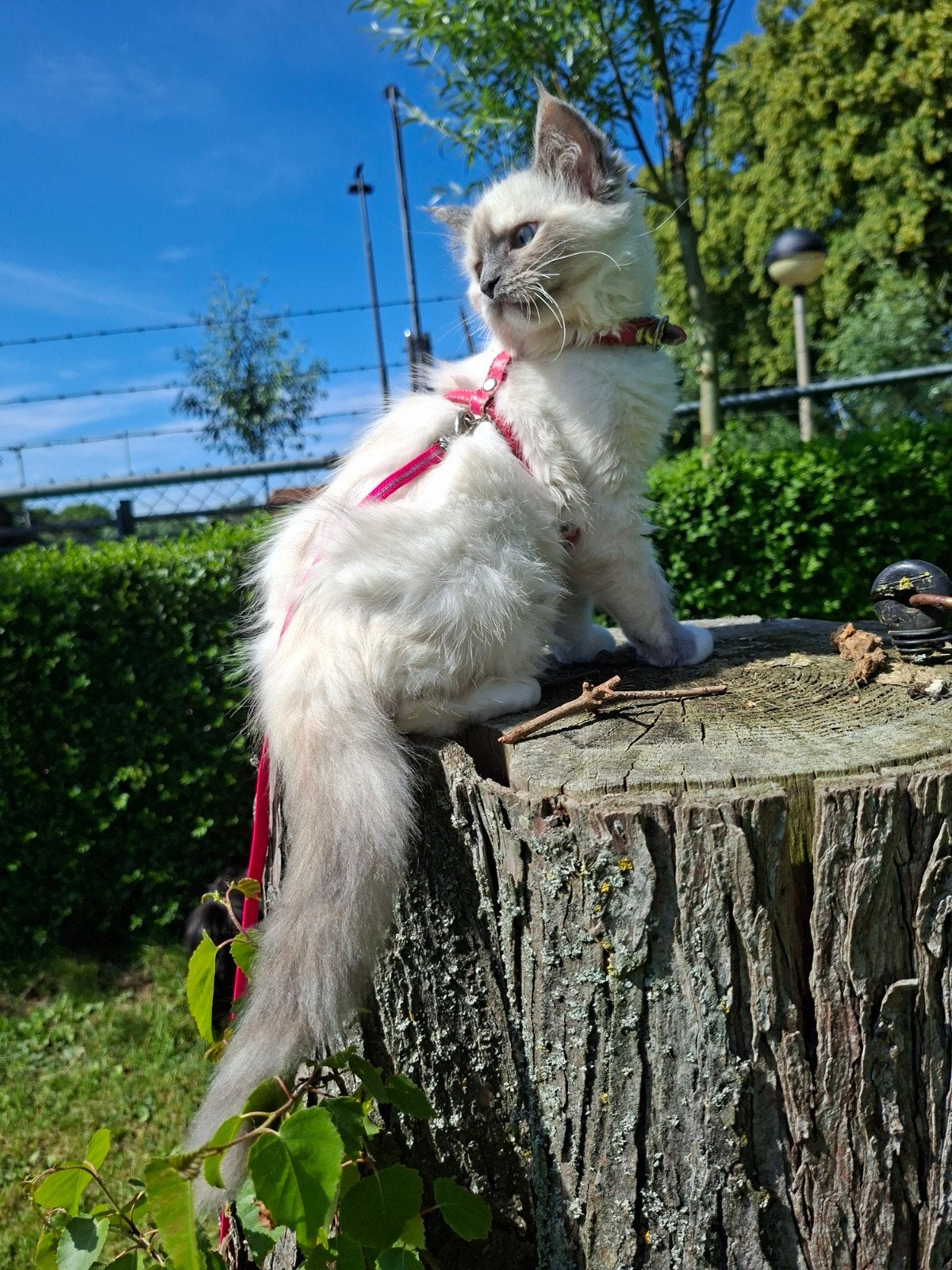 De laatste kitten, voor het eerst aan een tuigje., Poes, Ontwormd