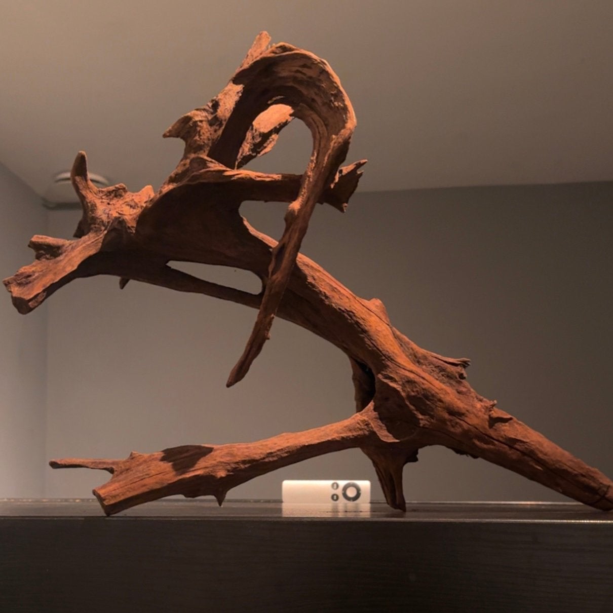 Uniek stuk Kienhout / Spiderwood / Driftwood, Hout Decoratie, Ophalen of Verzenden, Plant(en), Steen of Hout