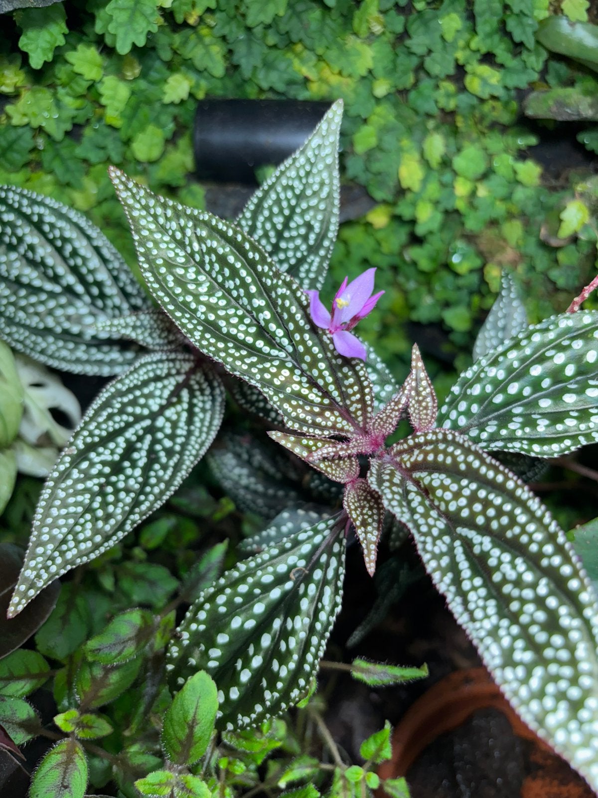 Terrariumplant Sonerila magenta moonlight, Ophalen of Verzenden, Halfschaduw, Minder dan 100 cm