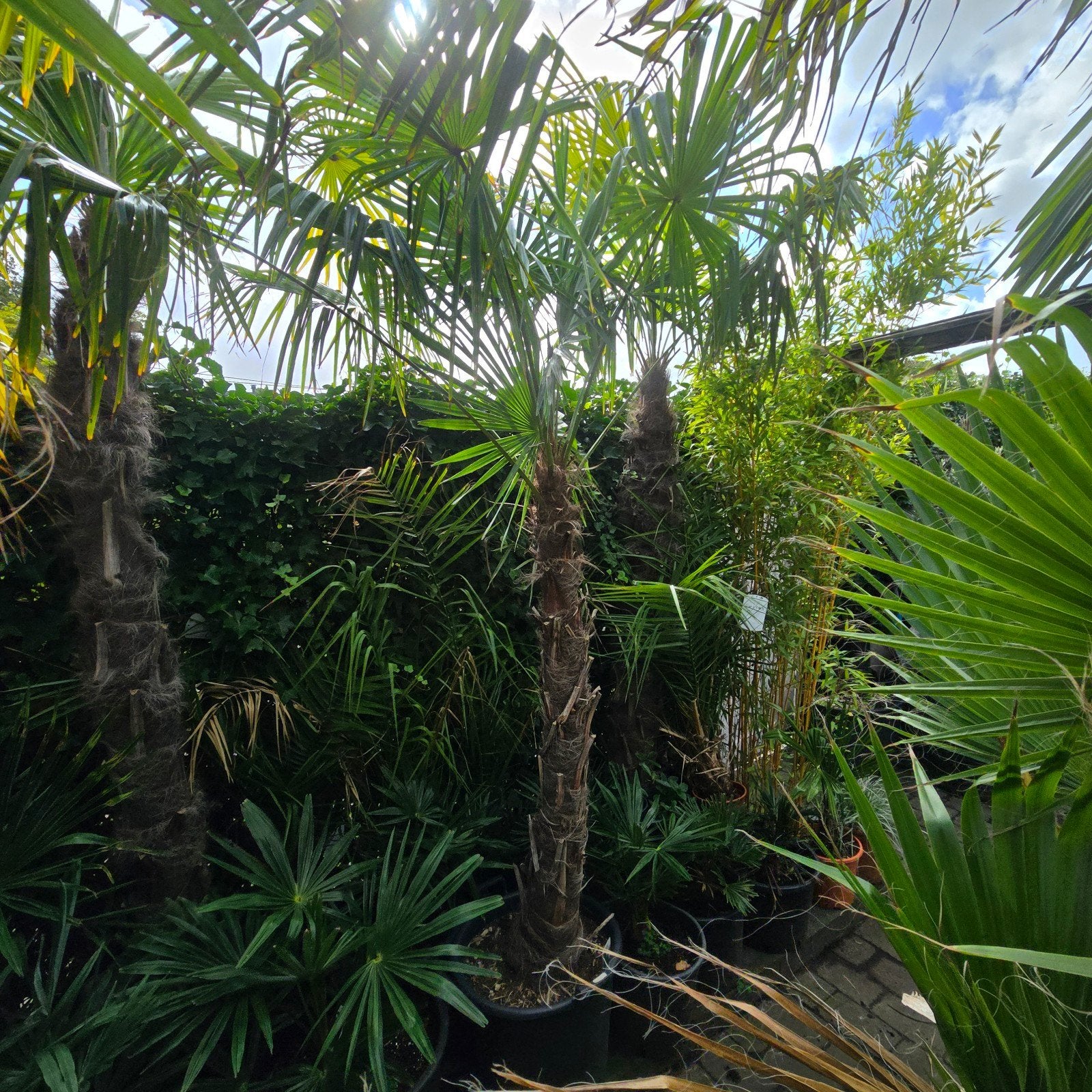 Grote palmboom voor tuin of terras vanaf 200, Volle zon, Vaste plant, Bloeit niet, Ophalen