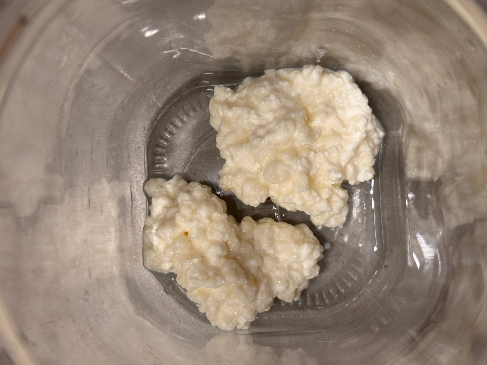 Melk Kefir korrels, Ophalen
