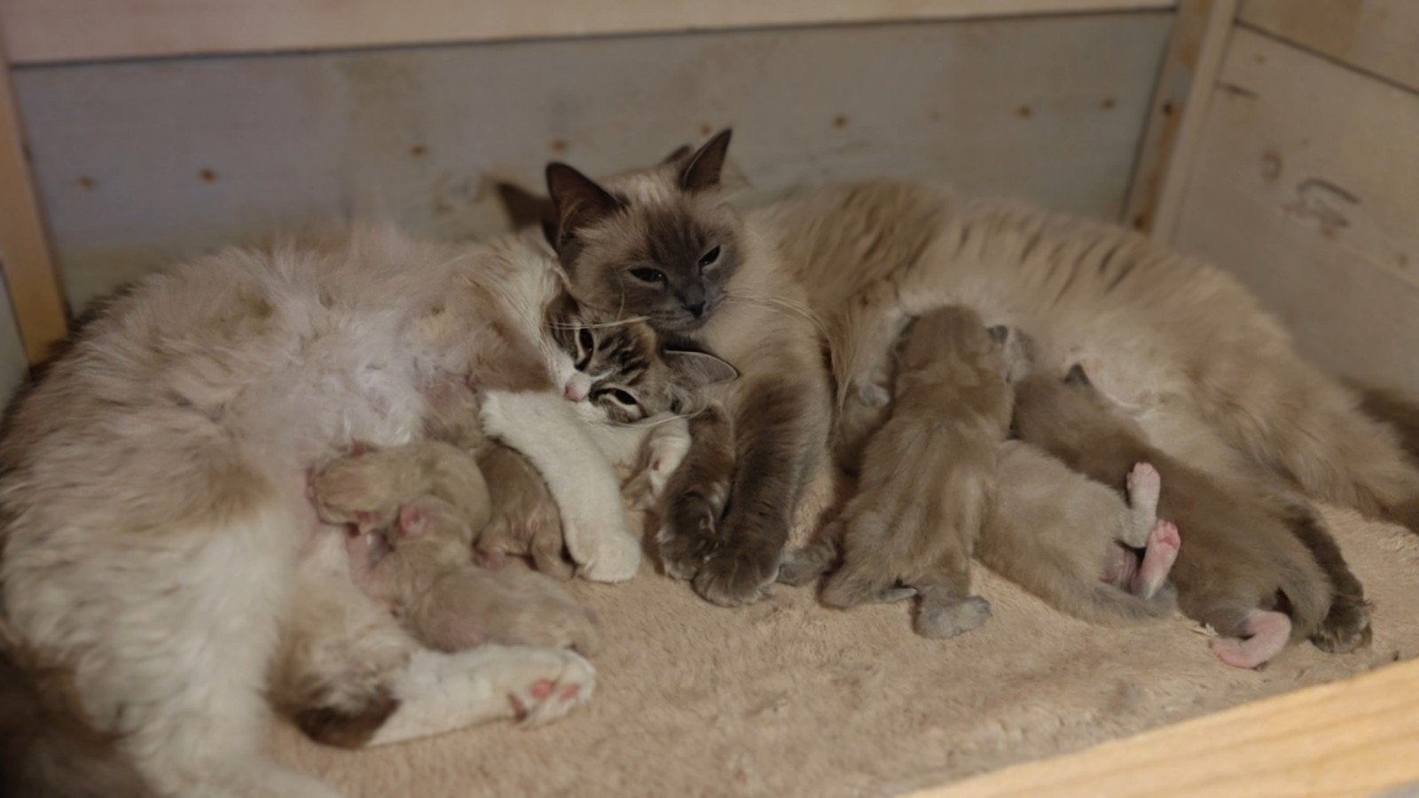 Prachtige BirmaDoll kittens – 11 beschikbaar, Kater, Langharig, 0 tot 2 jaar