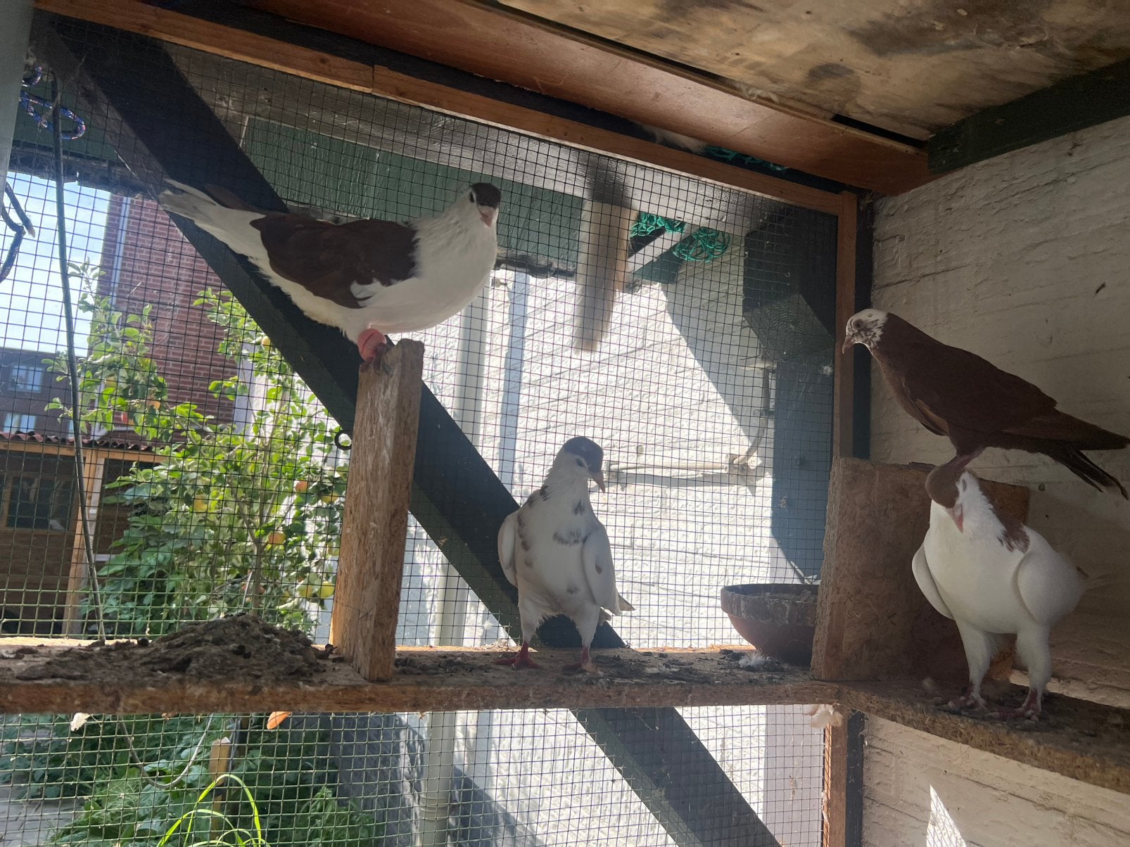 Afghanse duiven, Meerdere dieren, Postduif