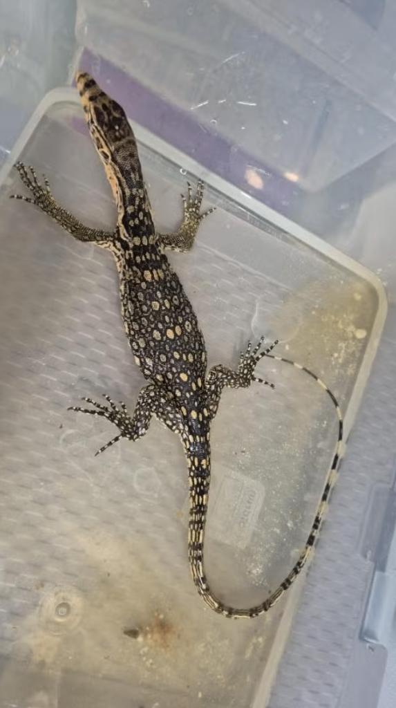 Varanus salvator SUMBAWA de 2025, Hagedis, 0 tot 2 jaar