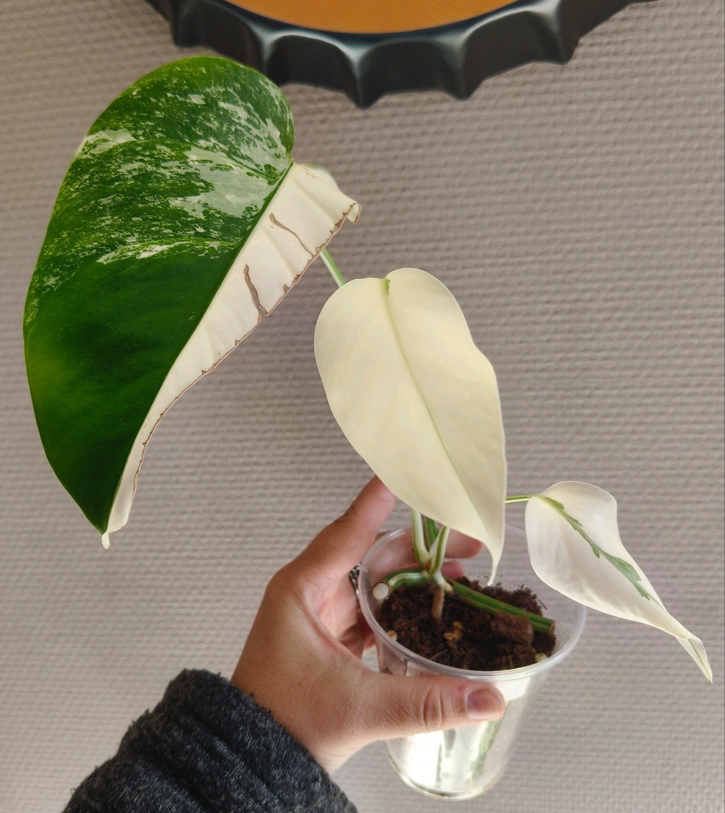 Monstera albo variegata small form, Verzenden, Halfschaduw, Minder dan 100 cm