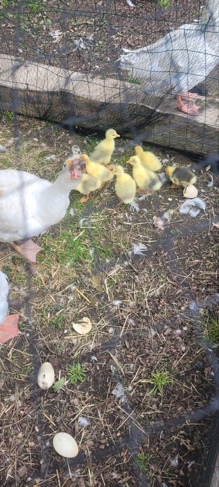 Boerengans kuikens, Dieren en Toebehoren, Geslacht onbekend, Gans of Zwaan