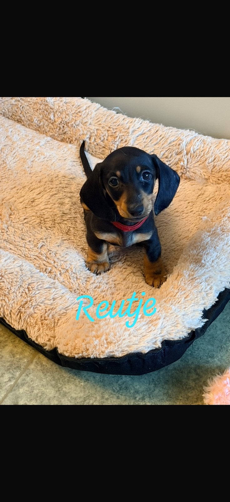 Kanichen teckel 1 teefje 1 reutje beschikbaar, Kaninchen, Parvo, 8 tot 15 weken, Korthaar