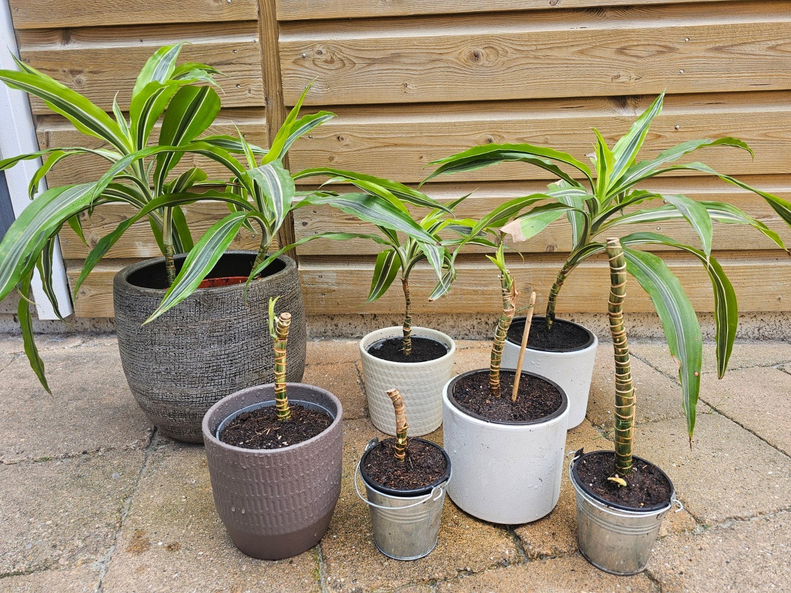 Dracaena stekken en planten in pot, groene kamerplanten, Ophalen, Overige soorten, Halfschaduw, Minder dan 100 cm