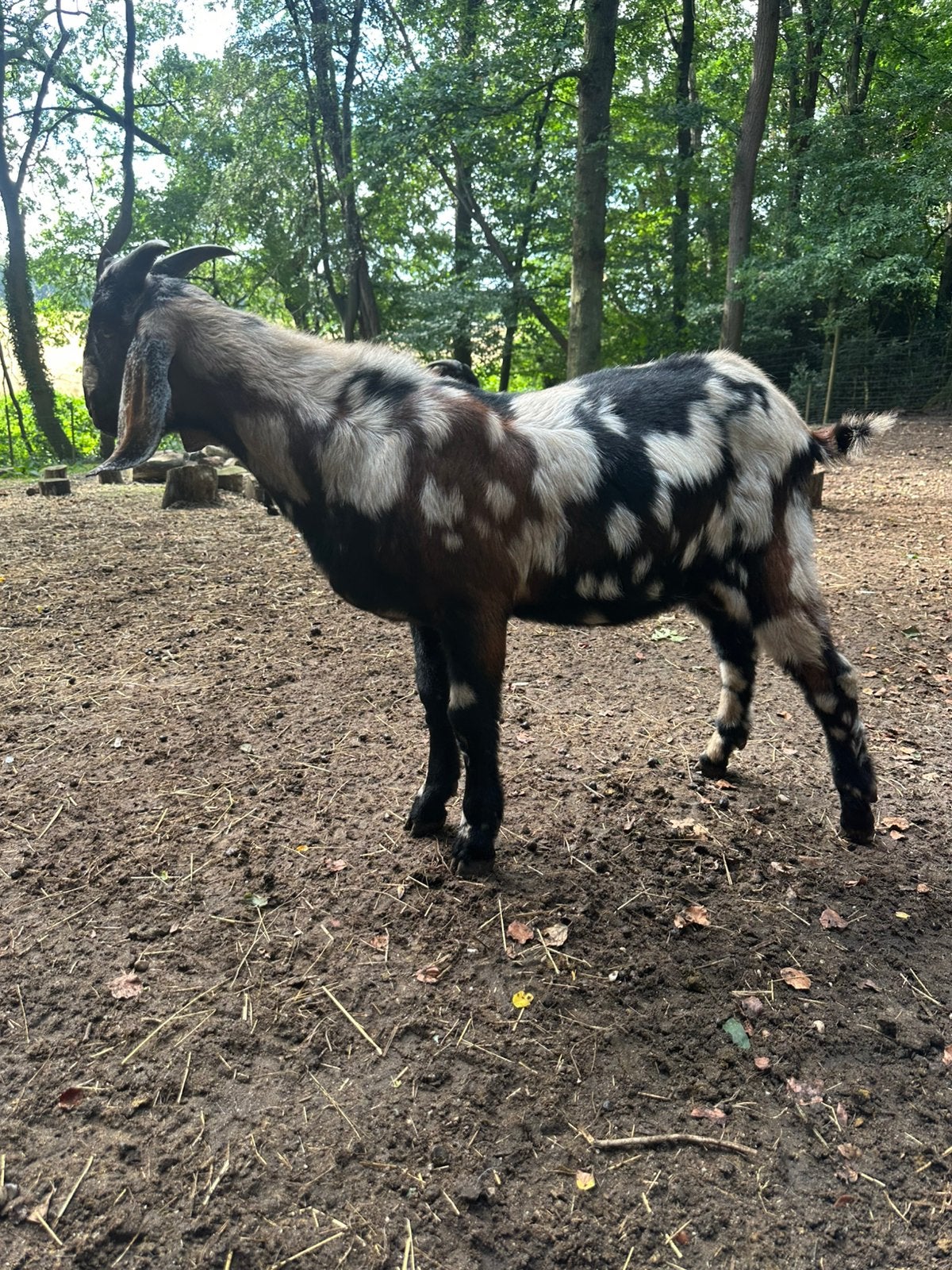 Nubische Bok, Dieren en Toebehoren, Mannelijk, Geit