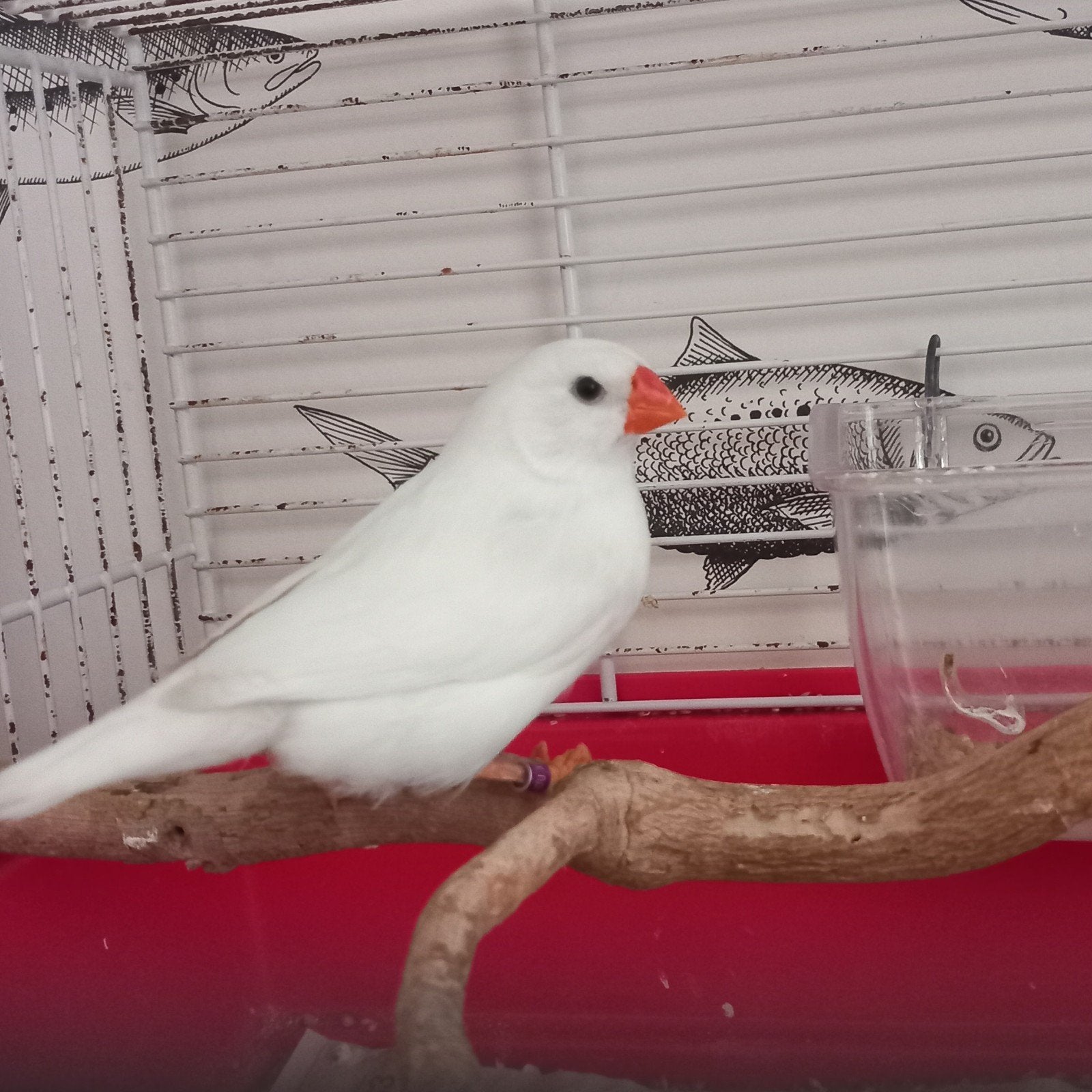 witte zebravink pop, Dieren en Toebehoren, Vrouwelijk, Tropenvogel, Geringd