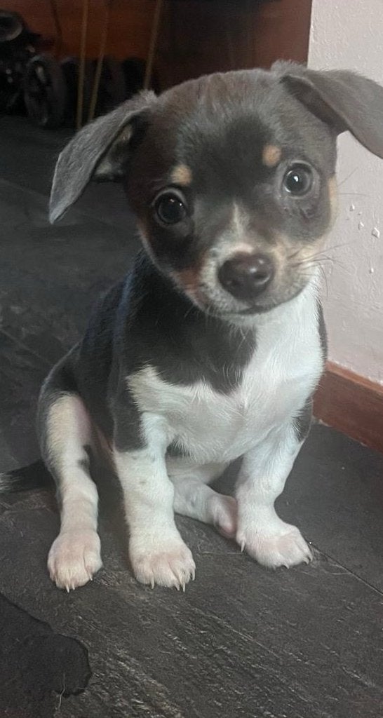 Chihuahua teefje zoekt goude mandje, 8 tot 15 weken, Teef, Eén hond, Chihuahua