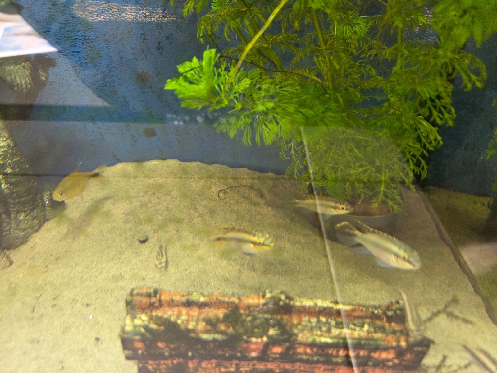 kersenbuiken, Dieren en Toebehoren, Vissen | Aquariumvissen, Vis, Zoetwatervis, Schoolvis