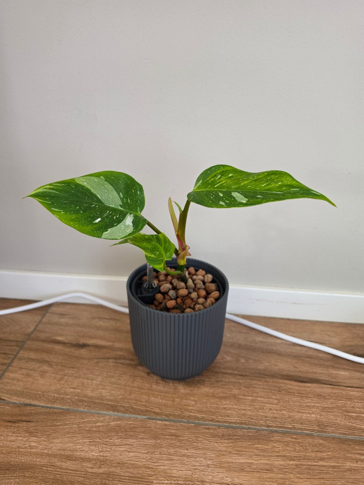 Philodendron White Princess op hydrocultuur, Ophalen of Verzenden