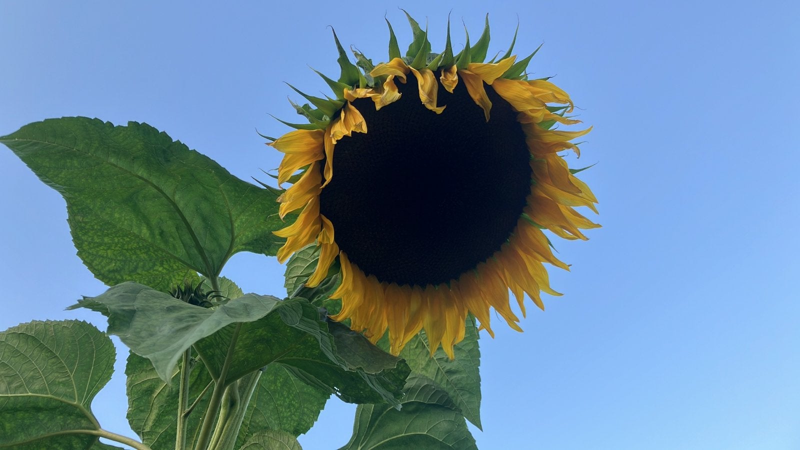 Reuzen Zonnebloem Zaden - Creëer een Spectaculaire Tuin, Ophalen of Verzenden, Voorjaar, Volle zon, Zaad