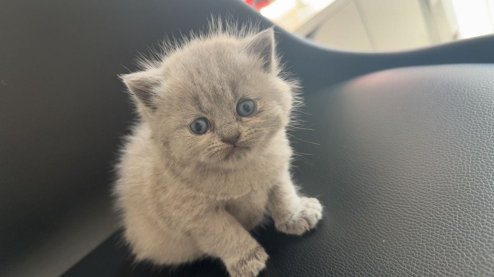 Britse korthaar kittens 100% ras., Meerdere dieren, Met stamboom, 0 tot 2 jaar