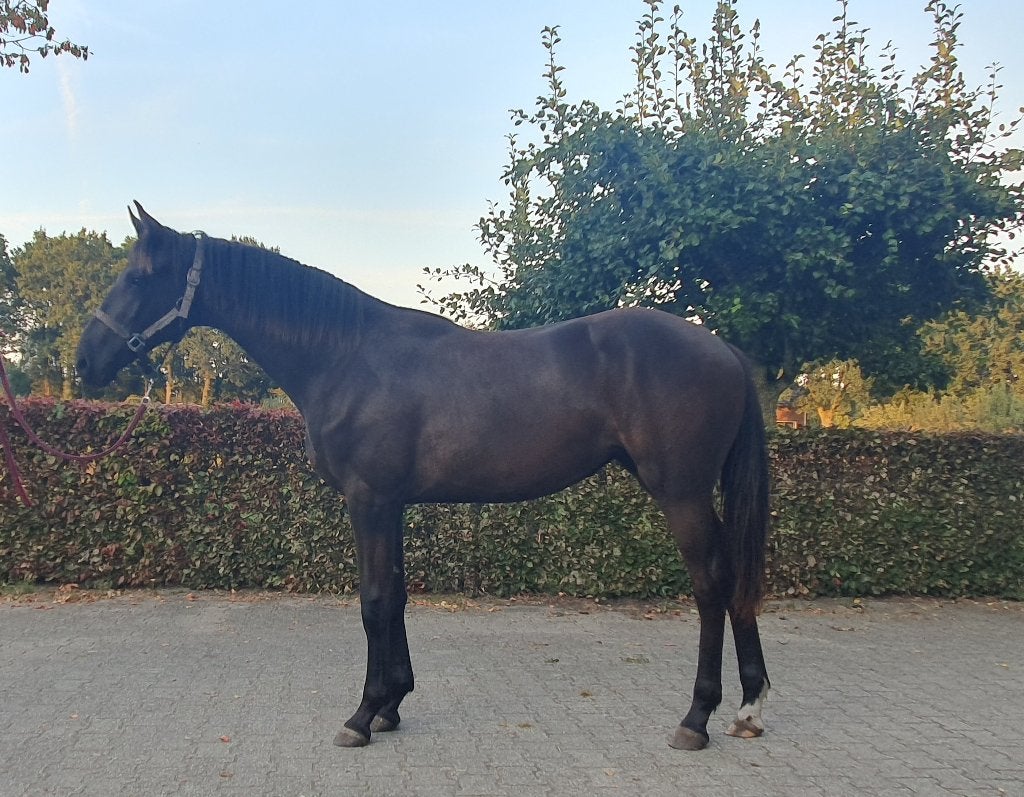 Prachtige Mauro Turfhorst N.O.P. nakomeling, Merrie, Met stamboom, Dressuurpaard, 0 tot 2 jaar