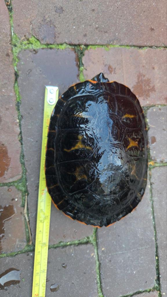 Roodbuikschildpadden Pseudemys rubriventris 2x, Dieren en Toebehoren, Schildpad, 3 tot 6 jaar