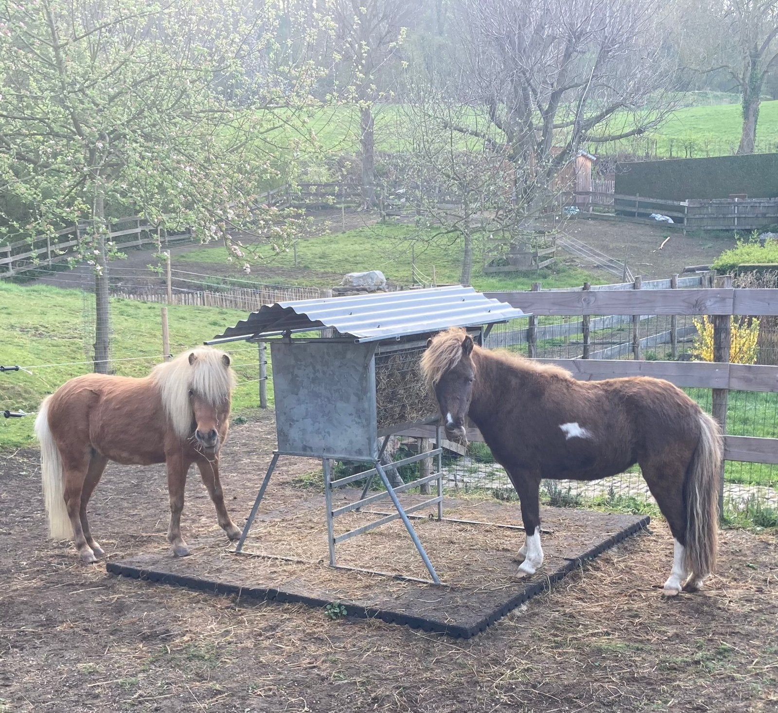 Metalen staande hooiruif met dak voor minipaard shet schaap, Dieren en Toebehoren, Ophalen