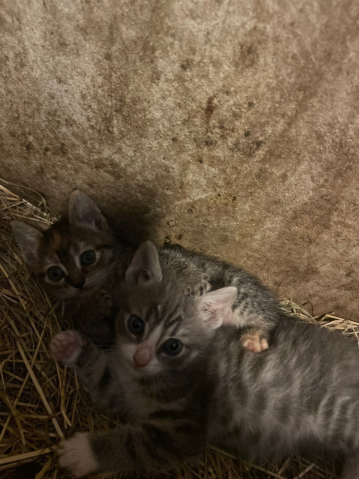 Kitten te koop!, Dieren en Toebehoren