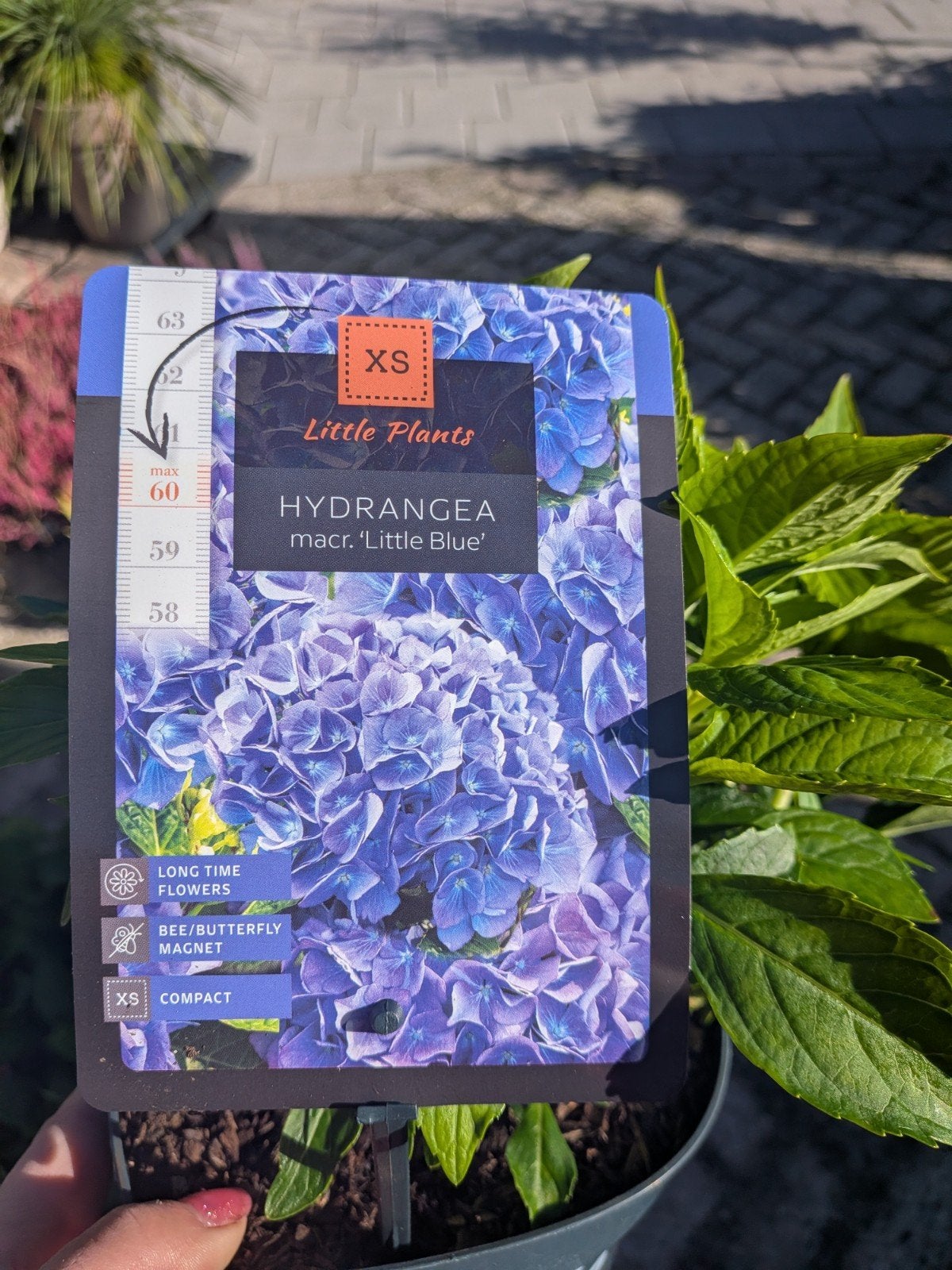Hortensia little XS, little blue, Tuin en Terras, Vaste plant, Halfschaduw, Zomer, Ophalen