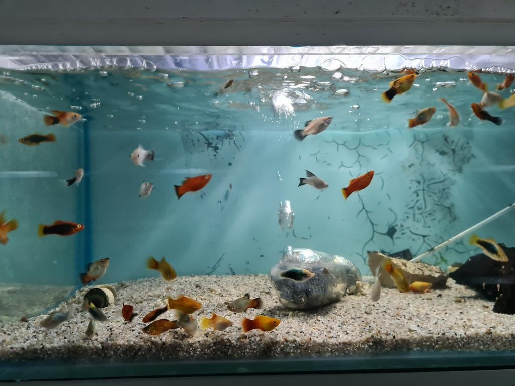 Platy, Xiphophorus Maculatus, Platy's, Vis, Zoetwatervis
