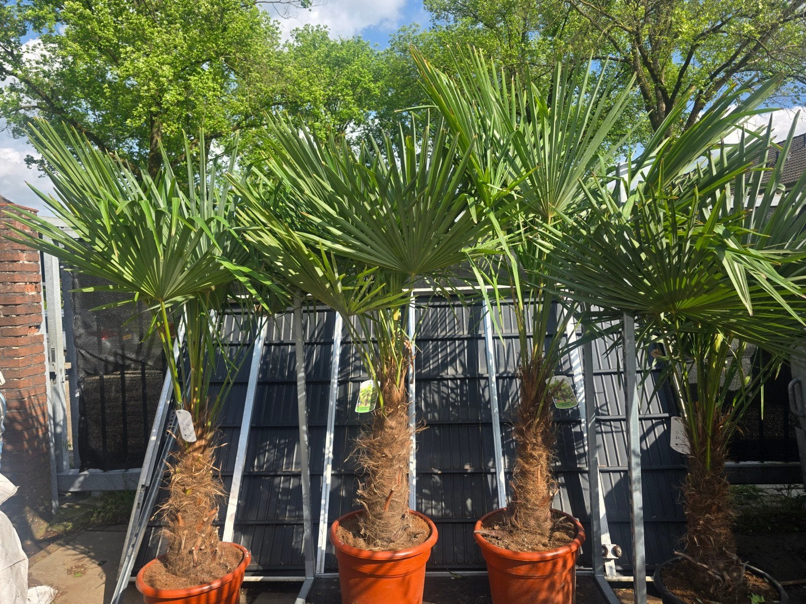 Trachycarpus fortunei €150, Volle zon, Ophalen of Verzenden, 100 tot 250 cm, Zomer